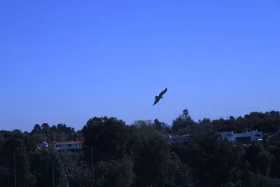 DSC_0788 (Large).JPG